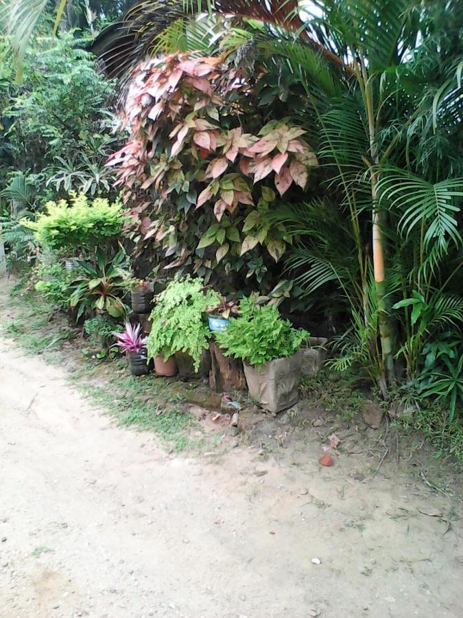 Lotus Inn Tourist Resort Dambulla Dış mekan fotoğraf